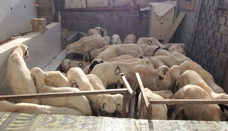 IMG_20250606_173400_859