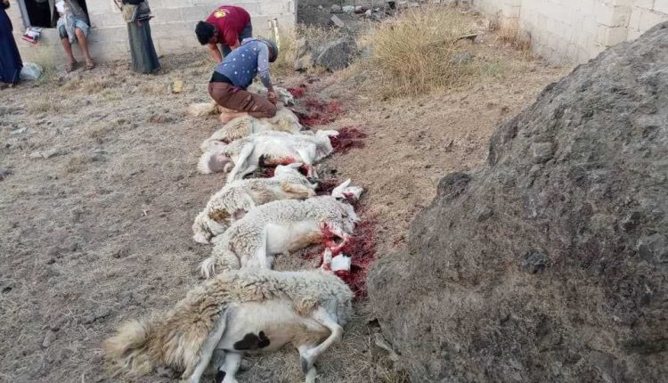 IMG_20250606_174157_892